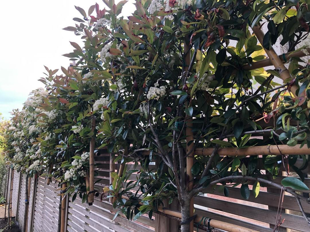 Integrating Pleached Trees into Your Garden Design
