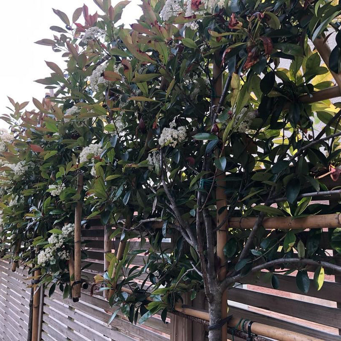 Integrating Pleached Trees into Your Garden Design