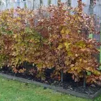 Beech Or Fagus Hedging Information