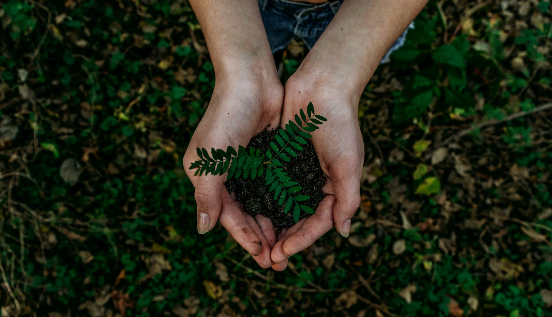 Grasslands Nursery: Embracing Sustainability and Going Green