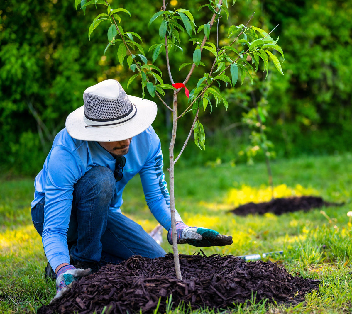 Planting Shrubs & Trees — Grasslands Nursery