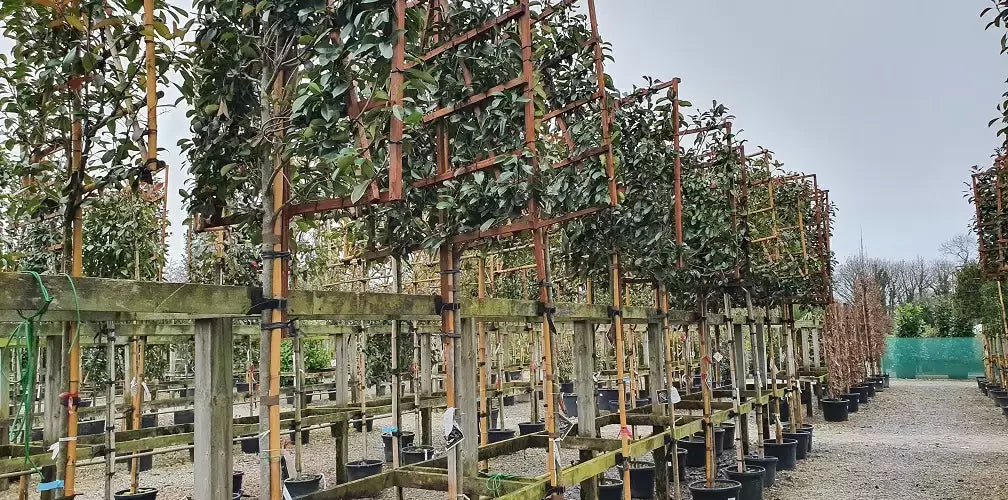 How to Use Pleached Trees for Privacy Screening in Your Garden