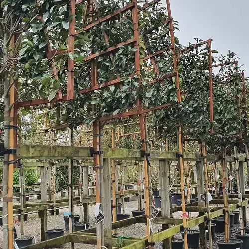 How to Use Pleached Trees for Privacy Screening in Your Garden