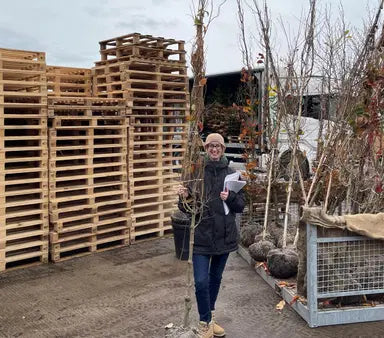 Cornus Trees — Grasslands Nursery