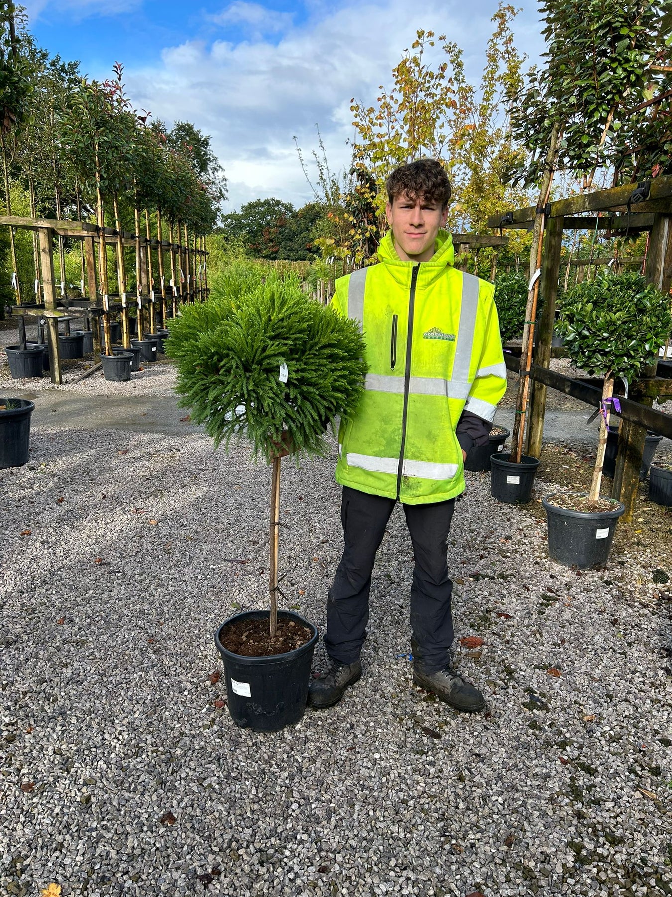 Cryptomeria Standards