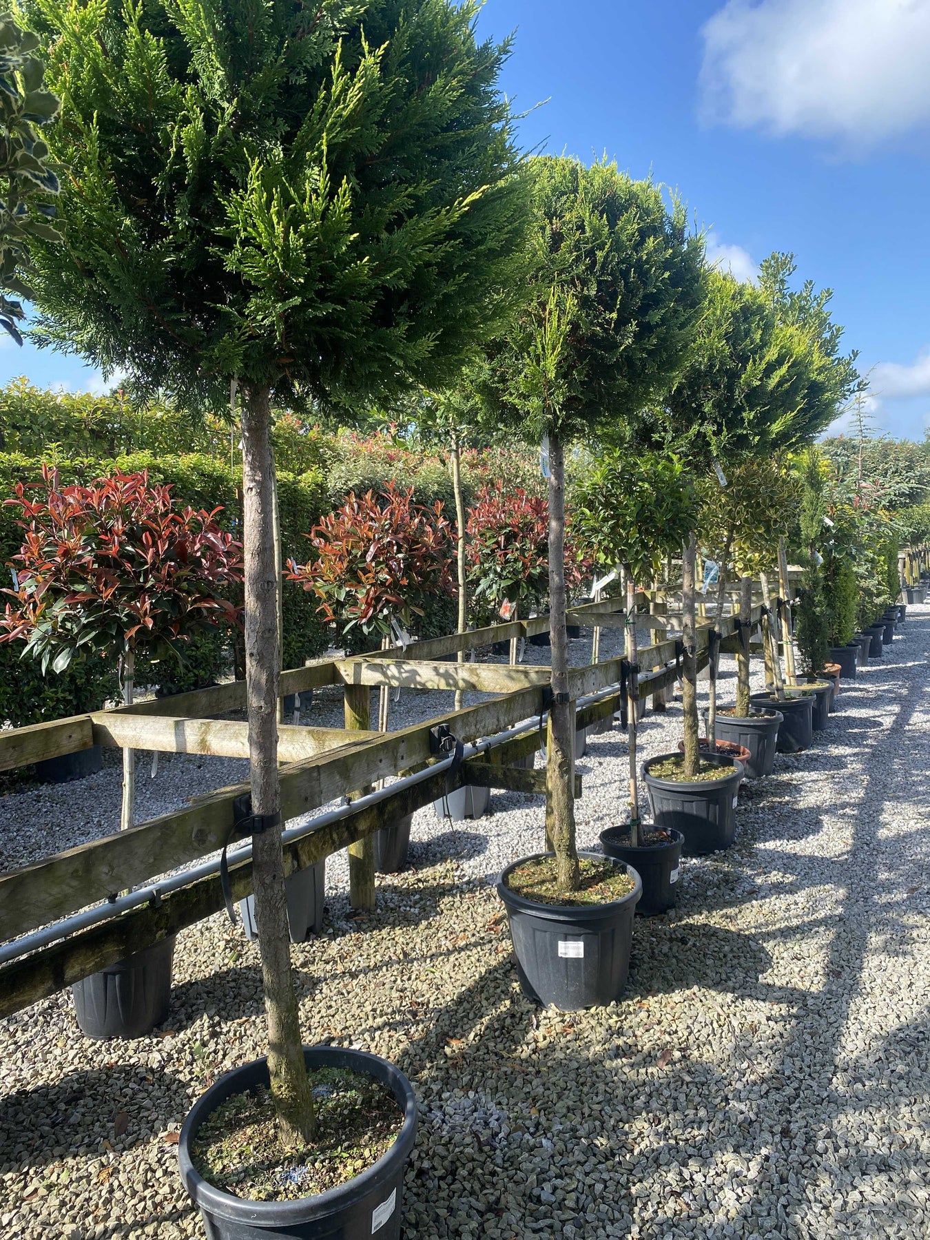 Cupressus Standard