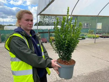 Euonymus Hedging — Grasslands Nursery