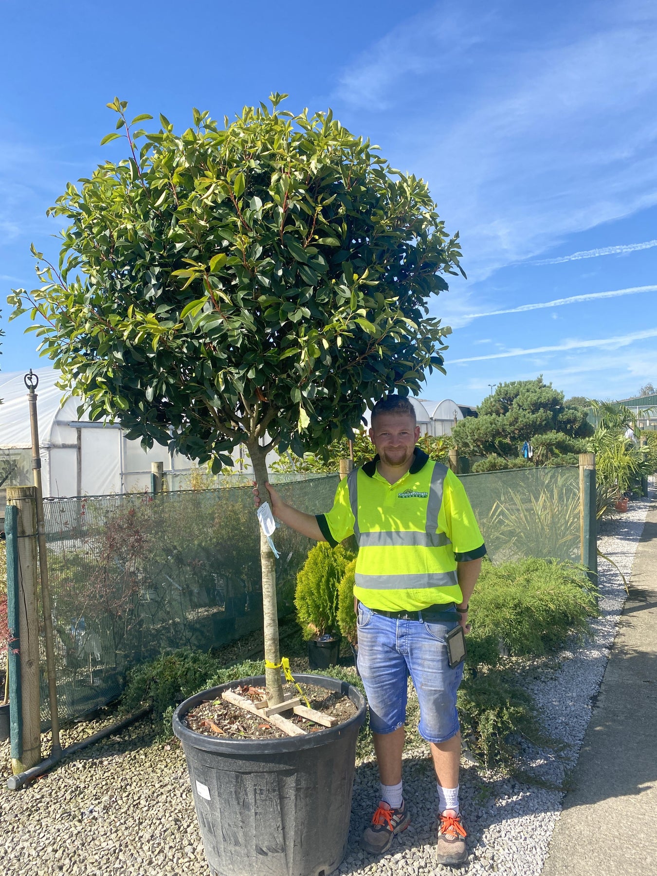 Photinia Standards