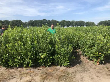 Rootball Hedging — Grasslands Nursery