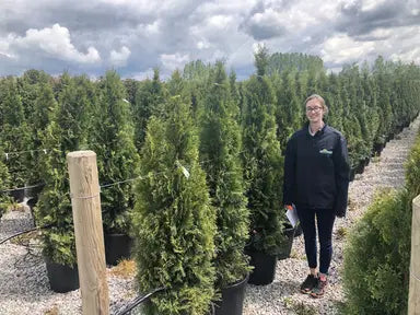 Thuja Hedging — Grasslands Nursery