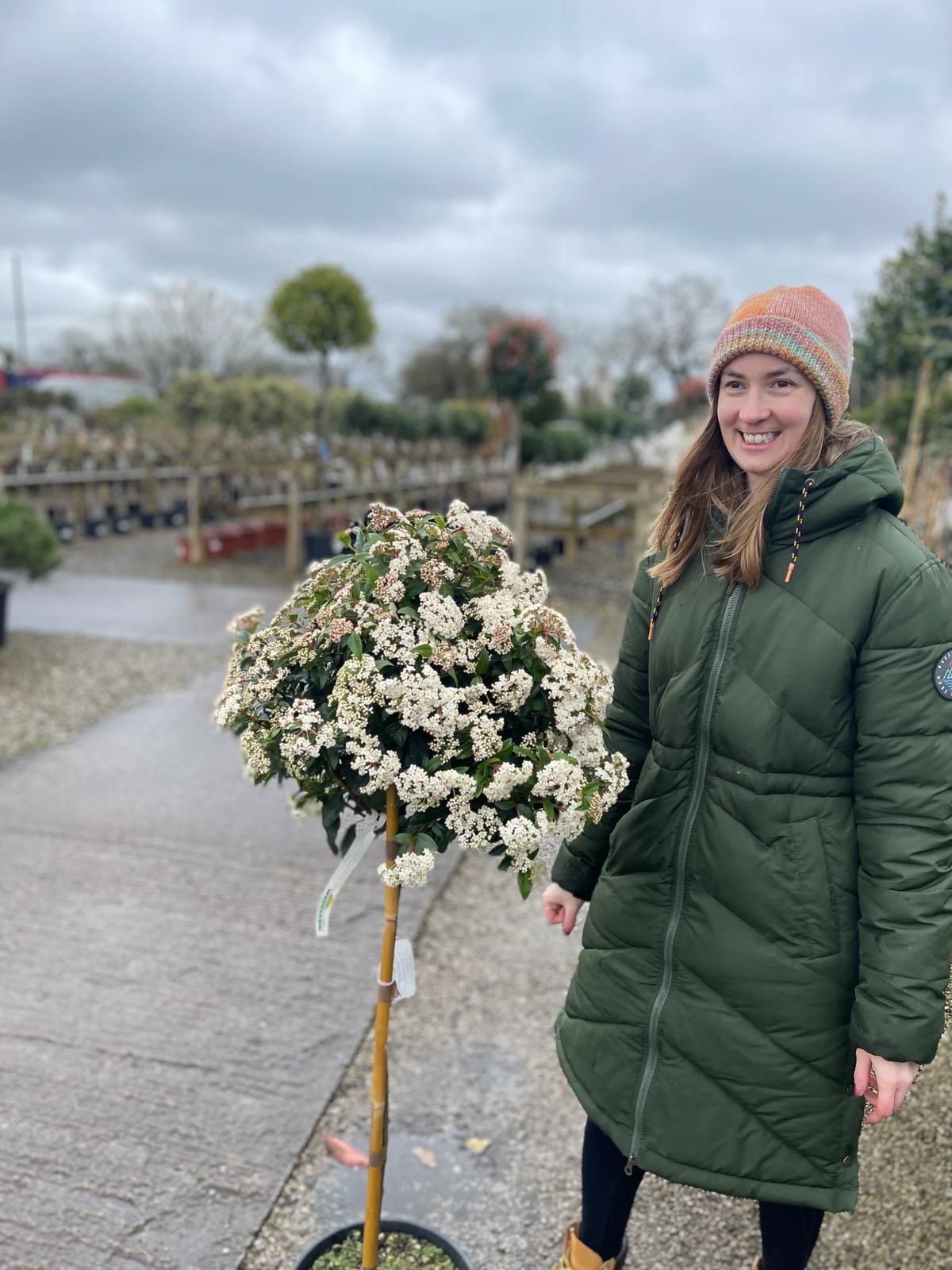 Viburnum Standards