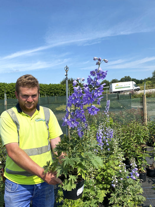 Delphinium Lavender 3 Litre Pot