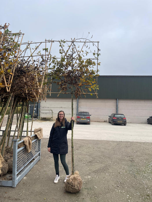 Carpinus B. Pleached Rootballed 180cm Stem, 120cm x 120cm