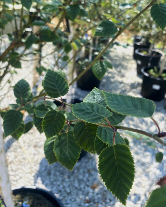 Betula Utilis Jacquemontii Rootballed 6/8cm Girth Delivery November