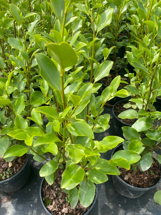 Griselinia Litorialis 3 Litre Pot 40/50cm