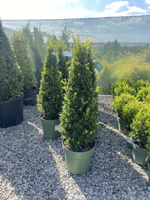 Ilex Crenata Jenny Cone 4 Litre Pot 55cm