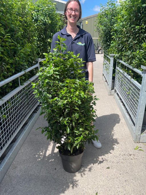 A woman stood next to a 100-125cm portuguese laurel which is in our nursery
