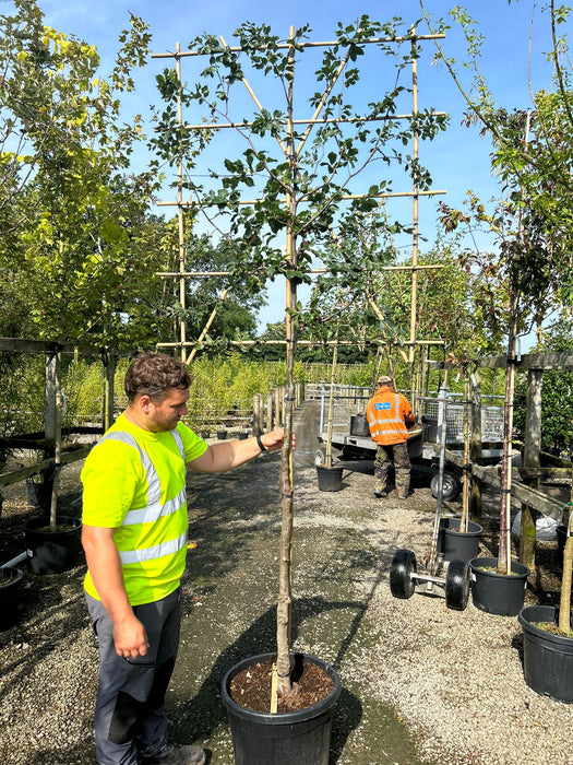 Beech Pleached Or Fagus Pleached 150 Trunk 120 Wide x 140 High Frame 10/12 Girth