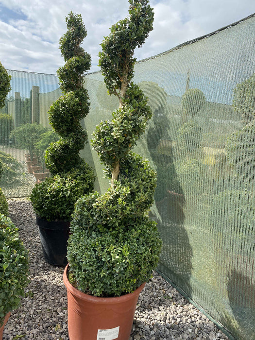 Buxus Spiral 120cm