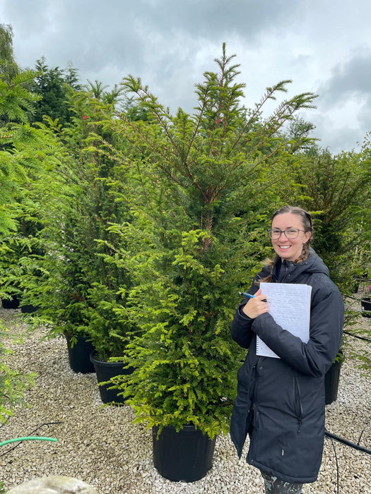 Yew Hedging 180-200cm Root Ball