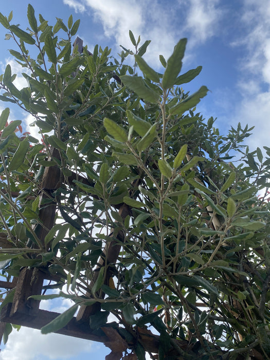 Quercus Ilex - Holm Oak Freshly Pleached 170cm ST 120cm x 120 cm Frame