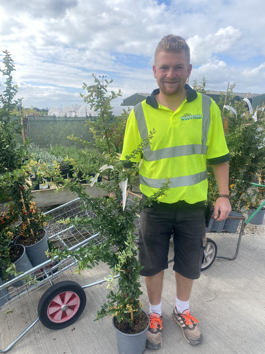 Pyracantha Red Sapphire 4.5 Litre Pot 120cm