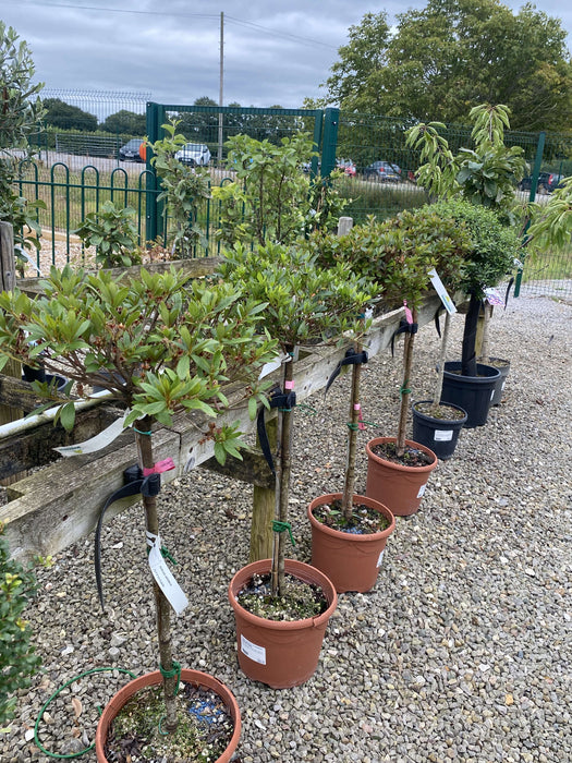 Azalea Jap. Red 9 Litre Pot 1/2 Standard