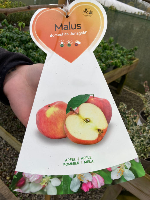 Apple Jonagold 7.5 Litre Half Standard