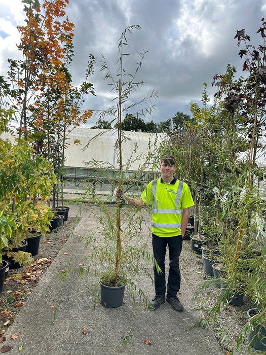 Salix x sepulcralis Tristis - Chrysocoma 15 Litre Pot