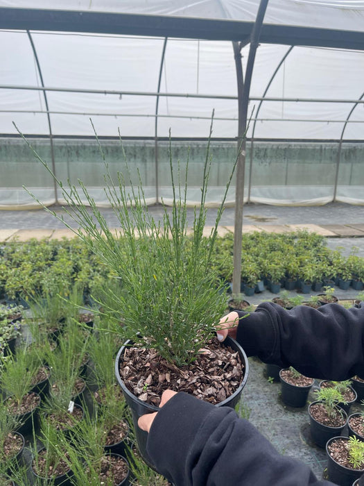 Cytisus x praecox Albus 3 Litre Pot