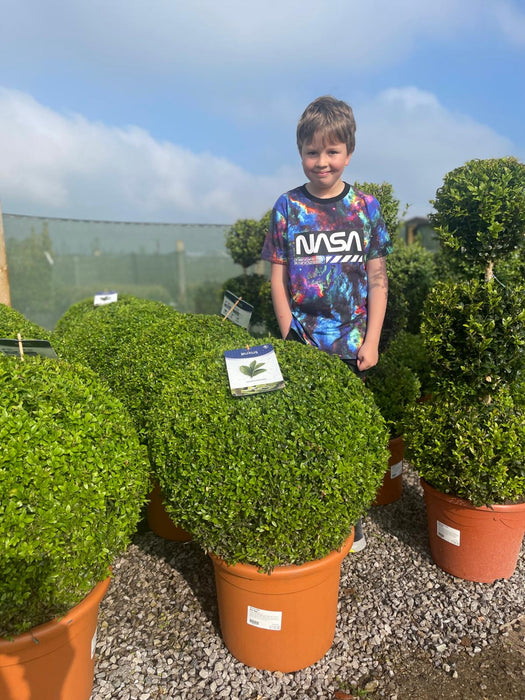 Buxus Sempervirens Ball 20 Litre Pot 50cm wide