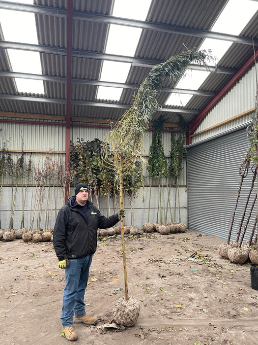 Salix x sep. Tristis - Chrysocoma Rootballed 10/12cm Girth