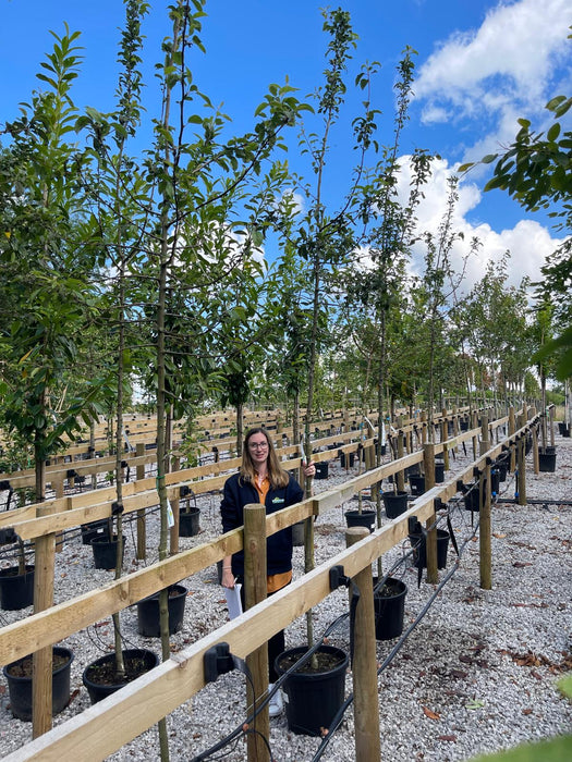 Malus Red Sentinel Rootballed Heavy Standard 8/10cm Girth Delivery November