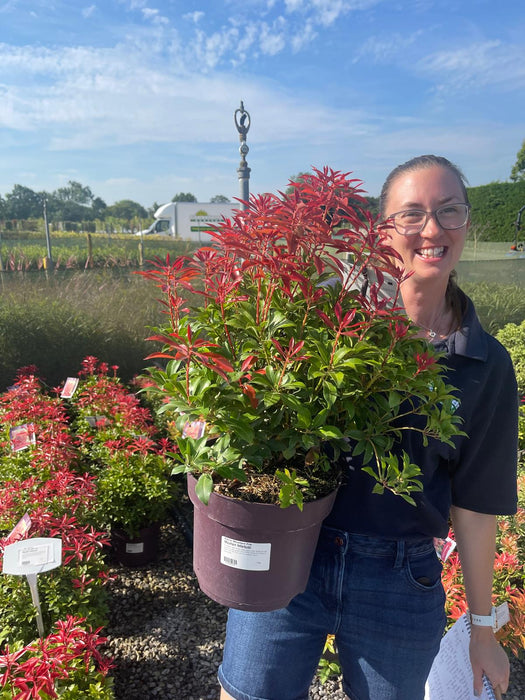 Pieris Japonica Mountain Fire 7.5 Litre Pot