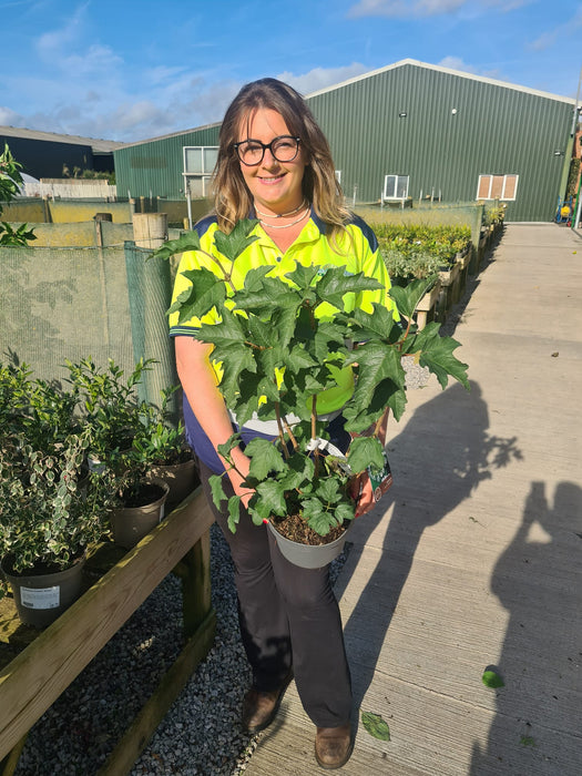 Viburnum Opulus Compactum 4 Litre Pot 30/40cm