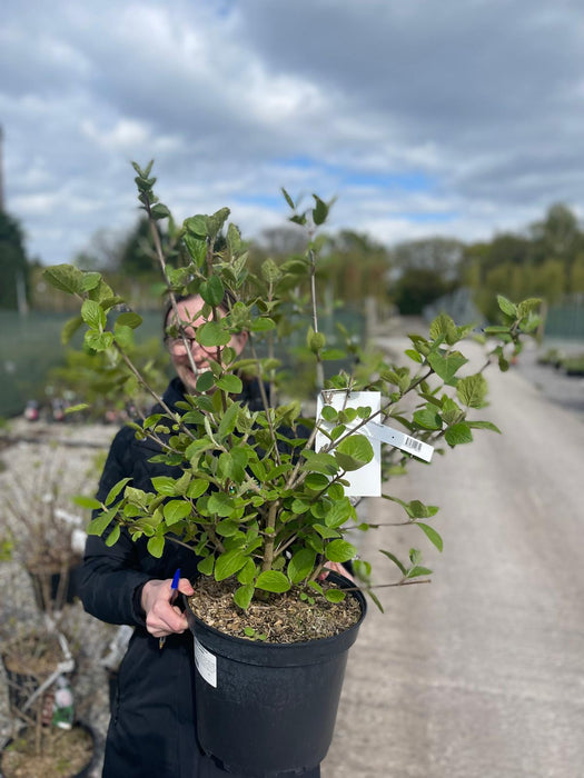 Viburnum Carlcephalum 10 Litre Pot