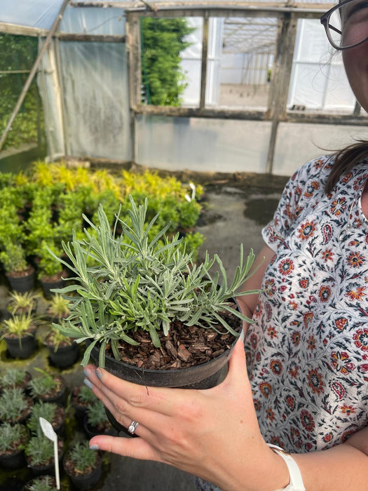 Lavender Angustifolia Hidcote 1.5 Litre Pot