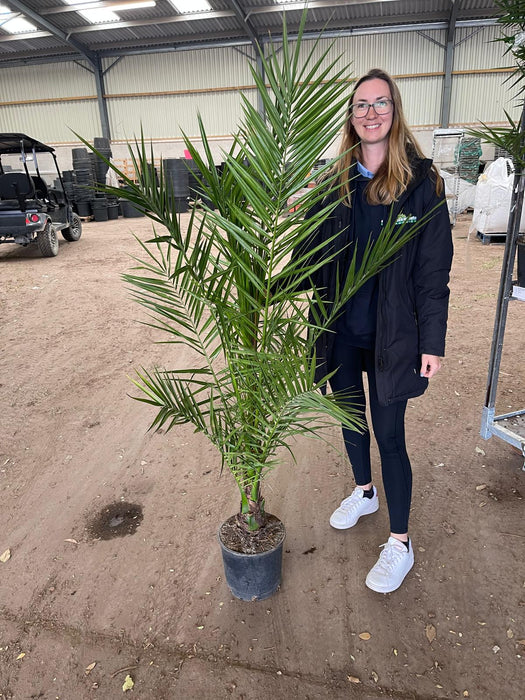 Phoenix Canariensis 6 Litre Pot