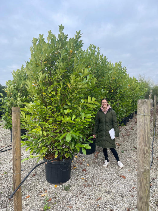 Cherry Laurel Hedging Super Size 240/250 110 Litre Pot