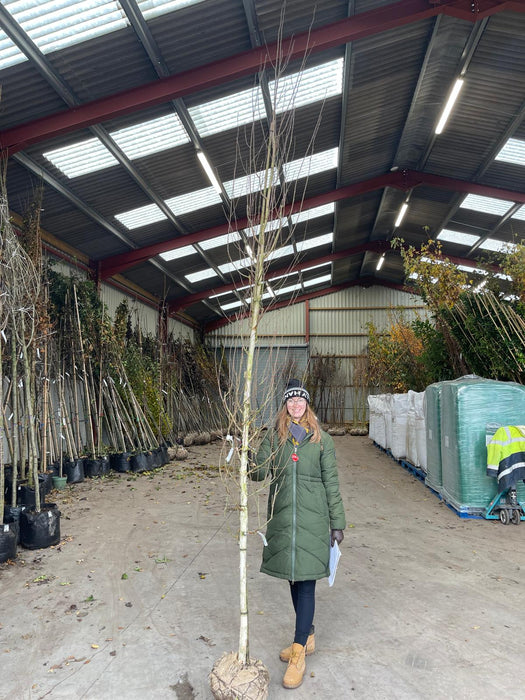 Betula Utilis Jacquemontii Rootballed 8-10 Girth