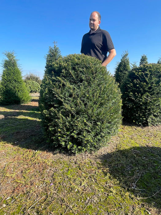 Yew - Taxus Baccata - Beehive 110/190cm Root Ball Dug To Order