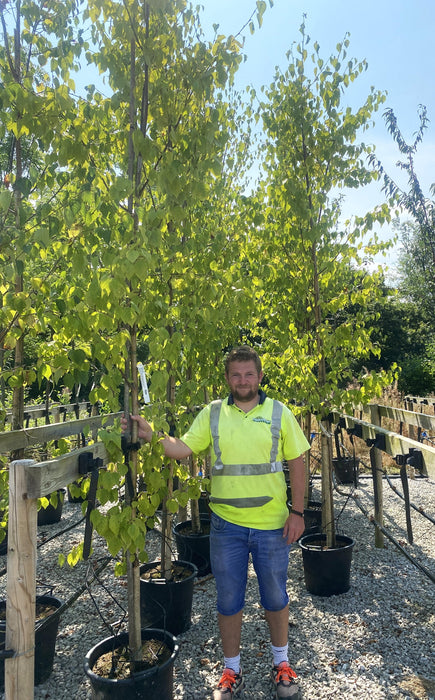 Betula ermanii Holland Rootballed Standard 8-10cm Girth Delivery November