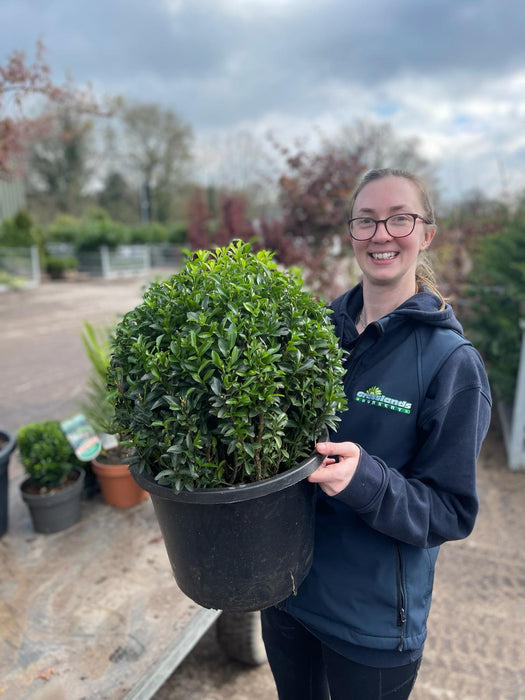 Euonymus Jap. Green Spire Ball 12 Litre Pot 35cm