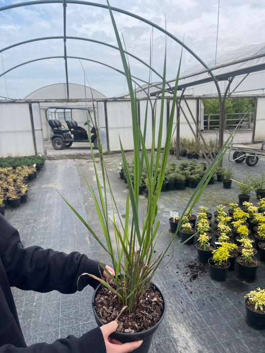 Panicum virgatum Northwind 3 Litre