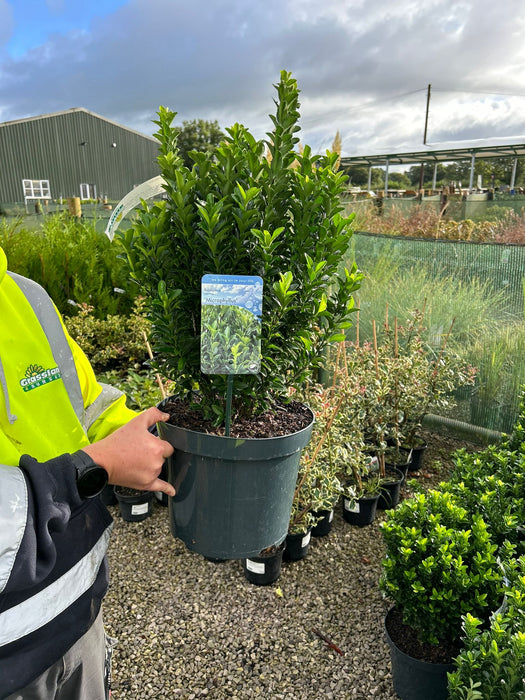 Euonymus Jap. Green Spire 7.5 Litre Pot