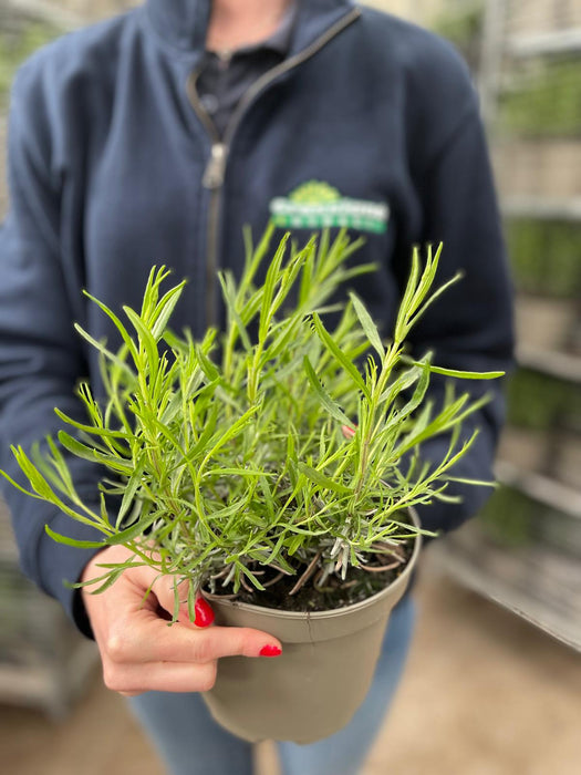 Lavender Angustifolia Dwarf Blue 2 Litre Pot