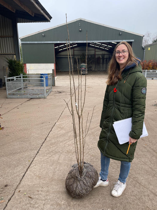 Prunus Avium Rootballed Multi Stem 125/150cm