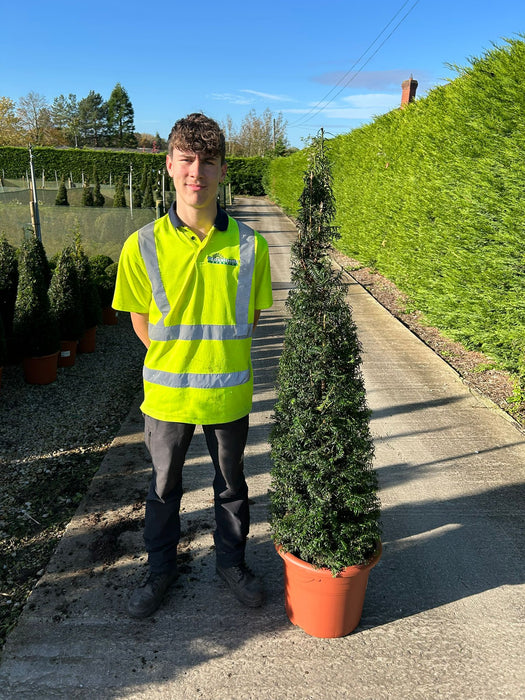 Taxus Baccata Cone 25 Litre Pot 125/150cm