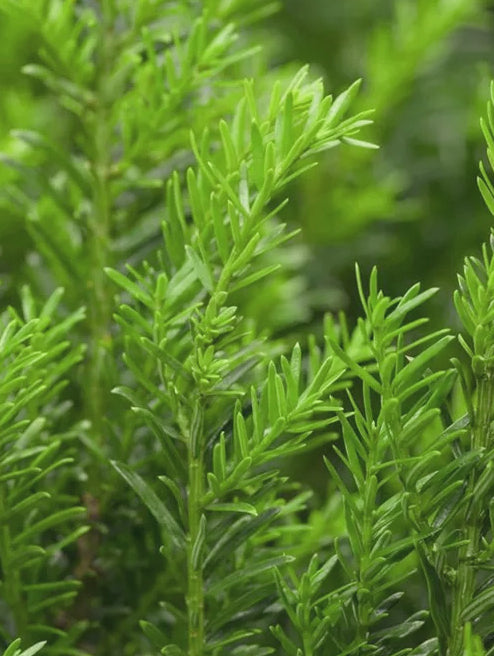 Taxus Renkes Kleiner 80/90cm Dome