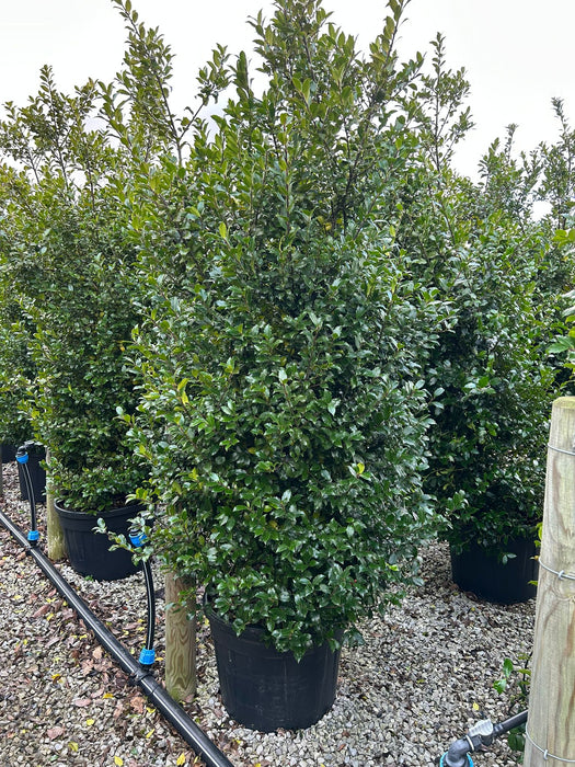 Ilex Meserveae Blue Maid 90 Litre Specimen 230/250cm